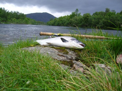 Laksefiske